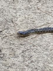 Pituophis catenifer deserticola