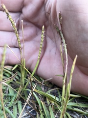 Eremochloa ophiuroides