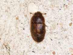 Colopterus maculatus