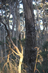 Eucalyptus obliqua