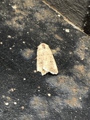 Caradrina clavipalpis