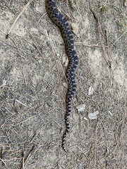 Pituophis catenifer deserticola