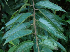 Stachyurus himalaicus