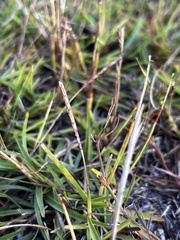 Eremochloa ophiuroides