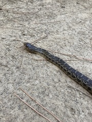 Pituophis catenifer deserticola