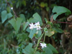 Persicaria senticosa