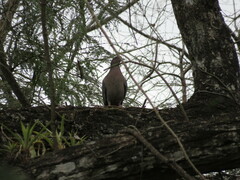 Patagioenas picazuro