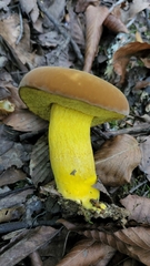 Boletus auripes