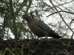 Patagioenas picazuro