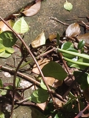 Lampropholis delicata