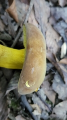 Boletus auripes