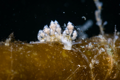 Eubranchus rustyus