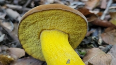 Boletus auripes
