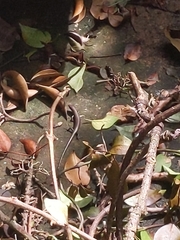 Lampropholis delicata