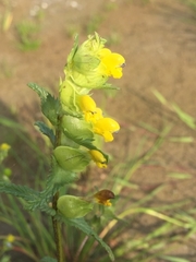 Rhinanthus serotinus
