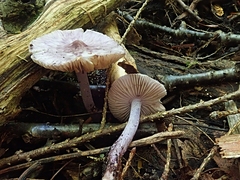 Inocybe lilacina