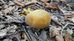 Boletus auripes