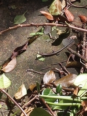 Lampropholis delicata