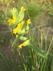 Rhinanthus serotinus