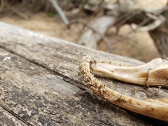 Siluriformes