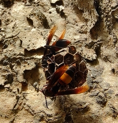 Polistes sagittarius