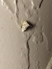 Petrophila jaliscalis
