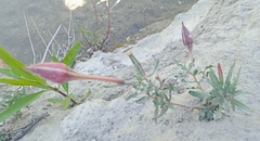 Oenothera rosea