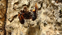 Polistes sagittarius