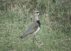 Vanellus chilensis