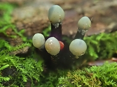 Holwaya mucida