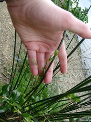 Juncus pallidus