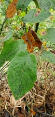 Amelanchier arborea