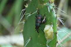 Cactophagus spinolae