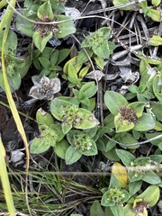 Richardia humistrata