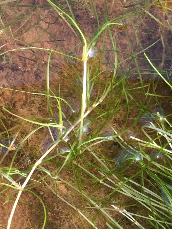 Zannichellia
