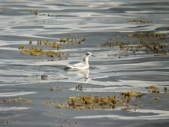 Phalaropus fulicarius