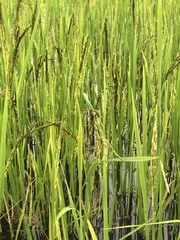 Oryza sativa