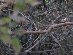 Phylloscartes ventralis