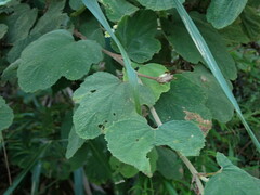 Rubus formosensis