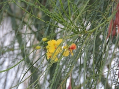 Parkinsonia