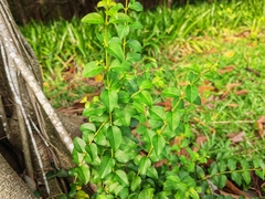 Ligustrum lucidum