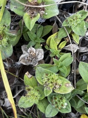 Richardia humistrata