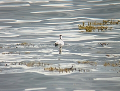 Phalaropus fulicarius