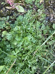 Ranunculus sceleratus