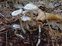 Asterophora parasitica