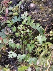 Ranunculus sceleratus