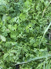 Ranunculus sceleratus