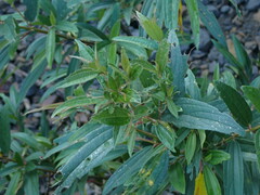 Boehmeria densiflora