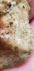 Polyporus tuberaster