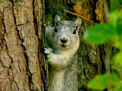 Sciurus niger cinereus